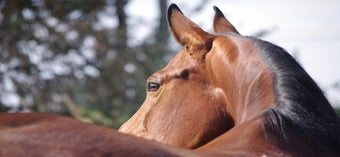 Image 2 for Jumpy Horse Racing