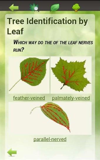 Imagen 2 para Tree Identification for W…