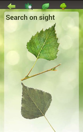 Imagen 0 para Tree Identification for W…