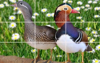 Image 0 for Puzzle - Birds
