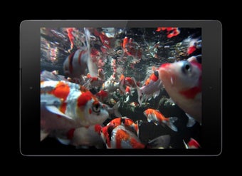 Imagen 2 para Koi HD Video Live Wallpap…