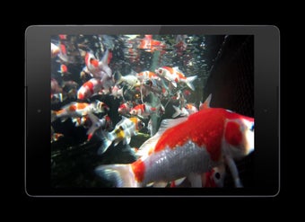 Imagen 1 para Koi HD Video Live Wallpap…