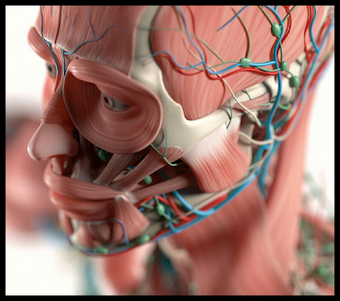 Image 1 for Human anatomy. Study the …