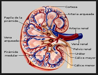 Imagen 2 para Human anatomy. Study the …