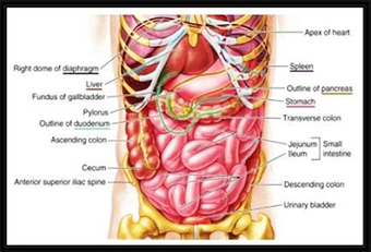 Imagen 3 para Human anatomy. Study the …