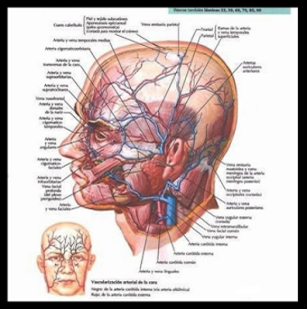Image 3 for Human anatomy. Study the …
