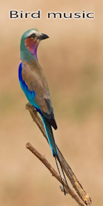Image 2 for Bird called ringtone