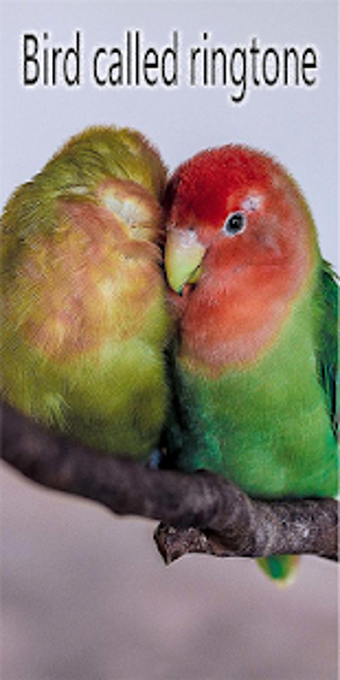Image 3 for Bird called ringtone