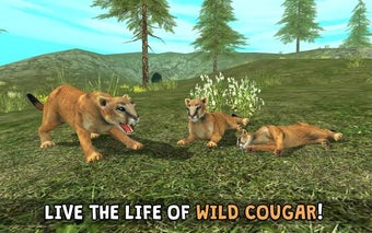 Image 1 for Wild Cougar Sim 3D