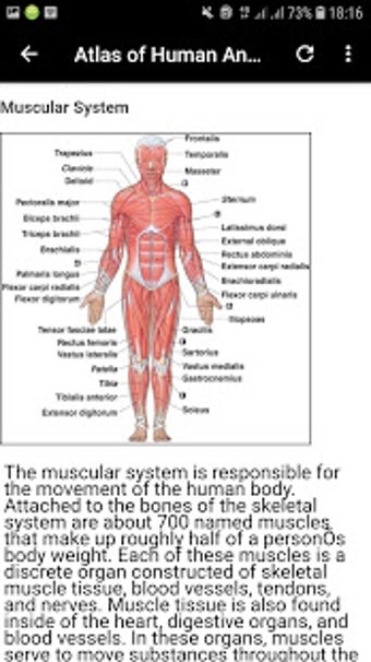 Imagen 3 para Atlas of Human Anatomy Of…