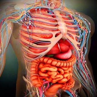 Imagen 1 para Atlas of Human Anatomy Of…
