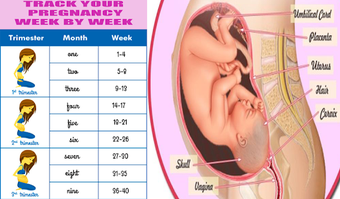 Image 1 for pregnancy app