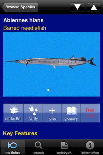 Image 1 for Fishes: Greater Caribbean