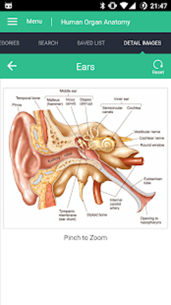 Image 0 for Human Organs Anatomy Refe…