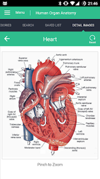 Image 3 for Human Organs Anatomy Refe…