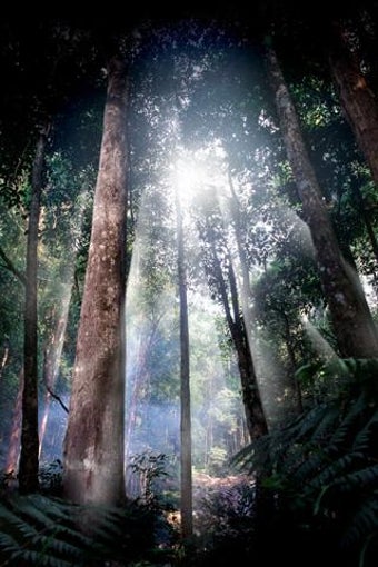 Imagen 3 para Lightning Bug - Jungle Pa…