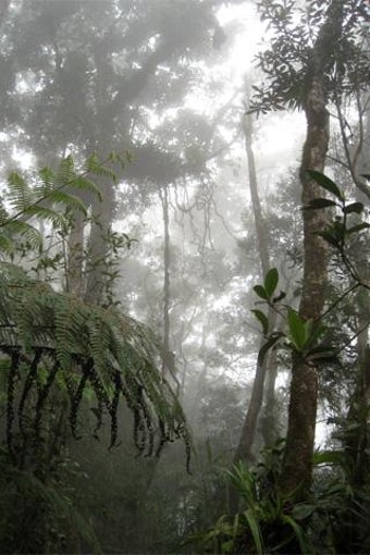 Imagen 1 para Lightning Bug - Jungle Pa…