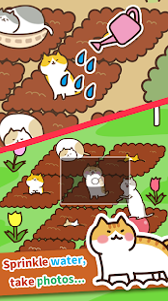 Image 0 for Field of Cats