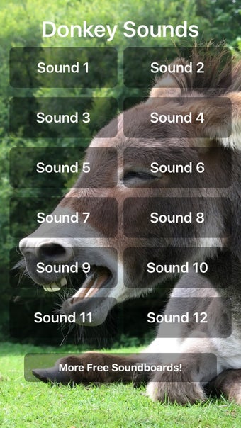 Image 0 for Donkey Sounds!
