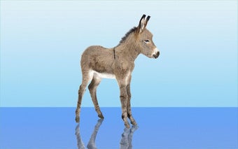 Imagen 0 para Donkey wallpaper