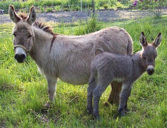Imagen 3 para Donkey wallpaper