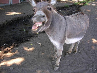 Imagen 1 para Donkey wallpaper