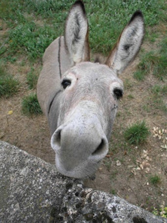 Imagen 2 para Donkey wallpaper