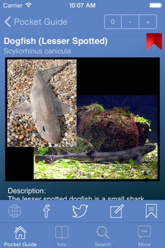 Image 0 for Pocket Guide UK Sea Fishi…