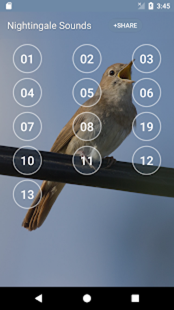 Imagen 1 para Nightingale Bird Sound Ri…