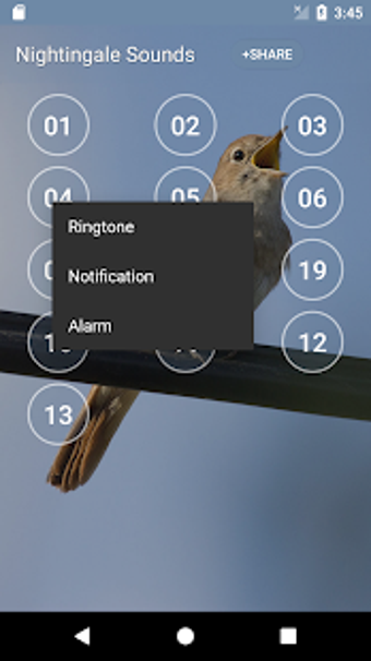 Imagen 3 para Nightingale Bird Sound Ri…