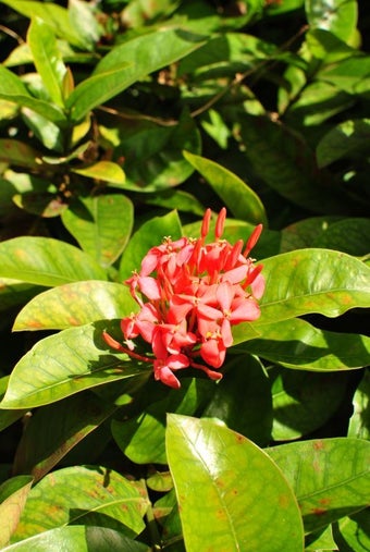 Image 11 for February 2013 Flowers Scr…