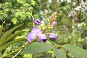 Image 1 for February 2013 Flowers Scr…