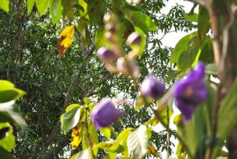 Image 6 for February 2013 Flowers Scr…