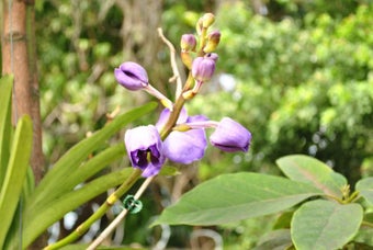 Image 2 for February 2013 Flowers Scr…
