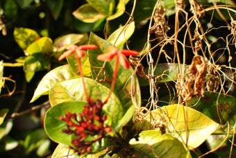 Image 7 for February 2013 Flowers Scr…