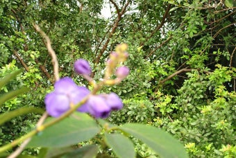 Image 4 for February 2013 Flowers Scr…