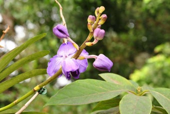 Image 10 for February 2013 Flowers Scr…