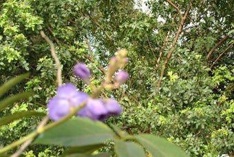 Image 5 for February 2013 Flowers Scr…