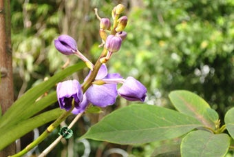 Image 3 for February 2013 Flowers Scr…