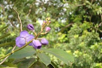 Image 8 for February 2013 Flowers Scr…