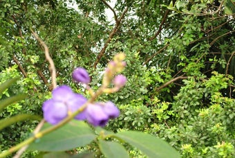 Image 9 for February 2013 Flowers Scr…