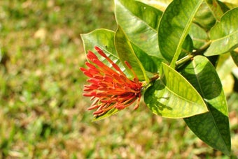 Image 0 for February 2013 Flowers Scr…