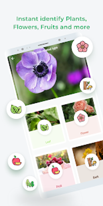 Image 2 for LeafSnap - Plant Identifi…