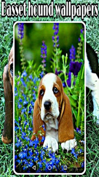 Imagen 3 para basset hound wallpapers