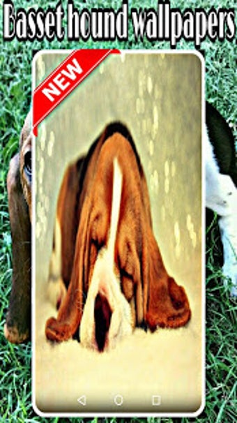 Imagen 2 para basset hound wallpapers