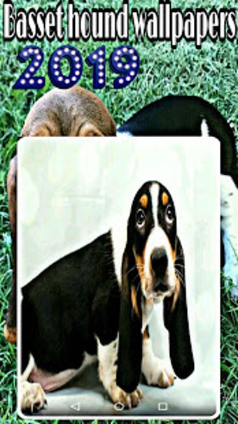 Imagen 1 para basset hound wallpapers