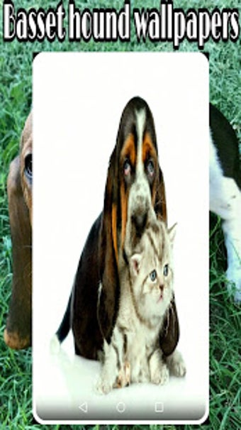 Imagen 0 para basset hound wallpapers