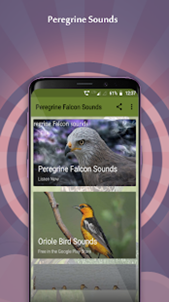 Image 2 for Peregrine Falcon Sounds