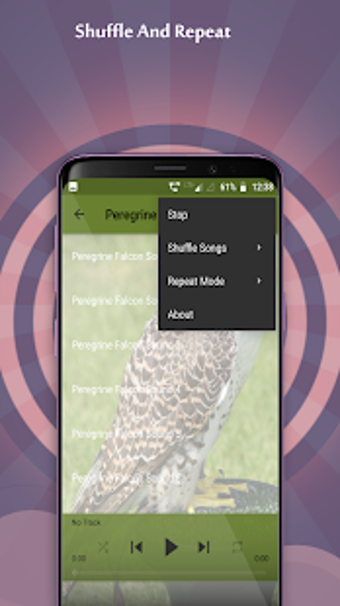 Image 3 for Peregrine Falcon Sounds