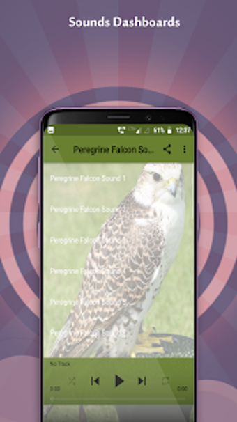 Image 1 for Peregrine Falcon Sounds
